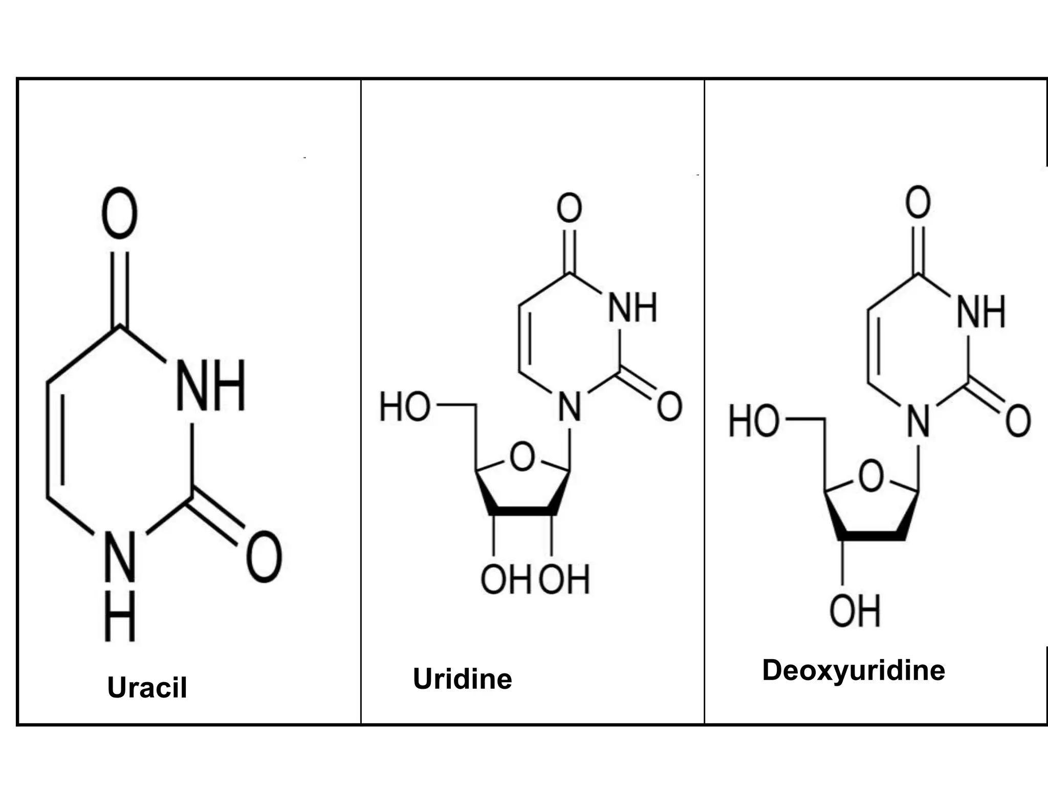 Uracil Uridine Deoxyuridine
 
