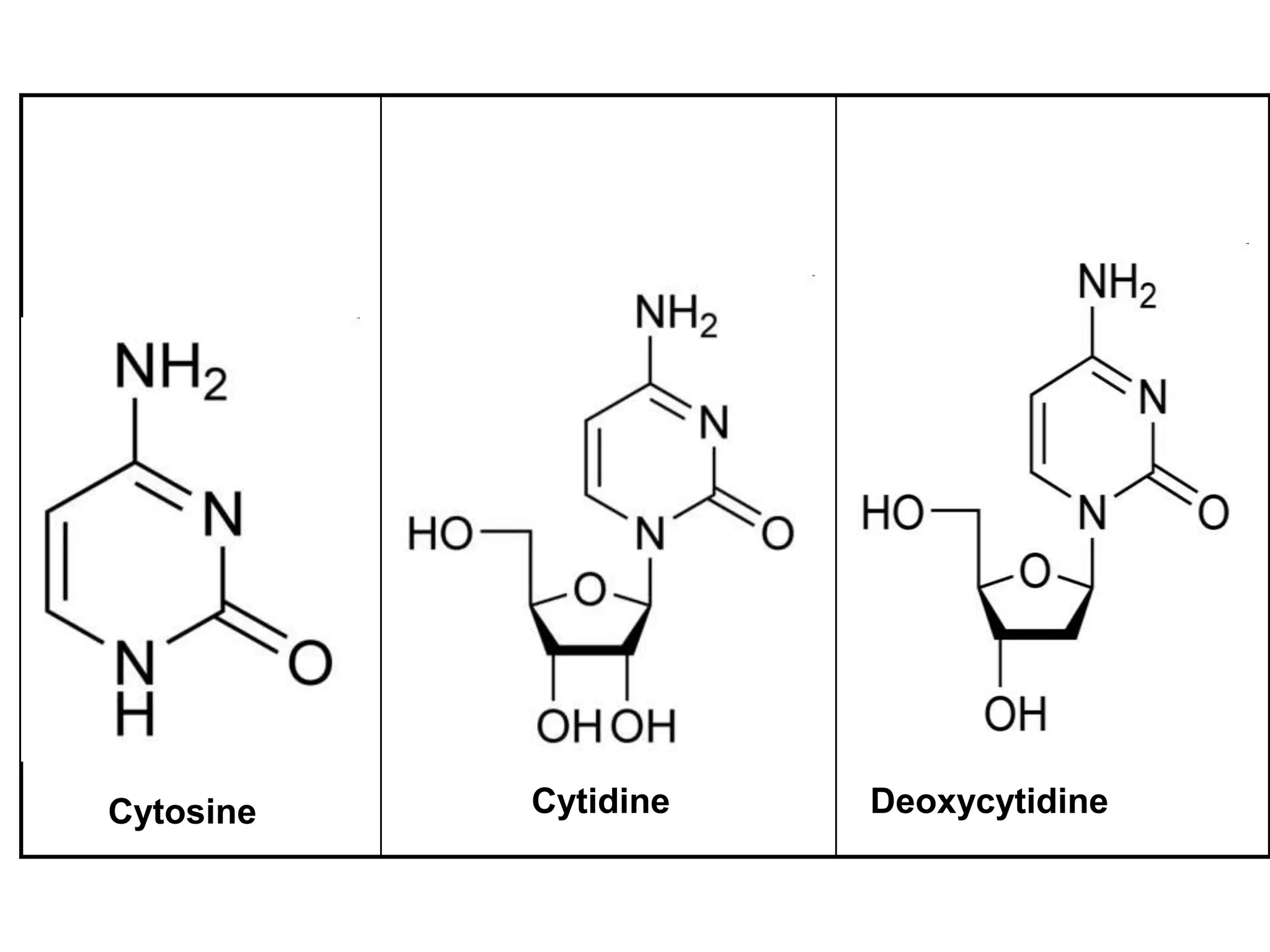 Cytosine Cytidine Deoxycytidine
 