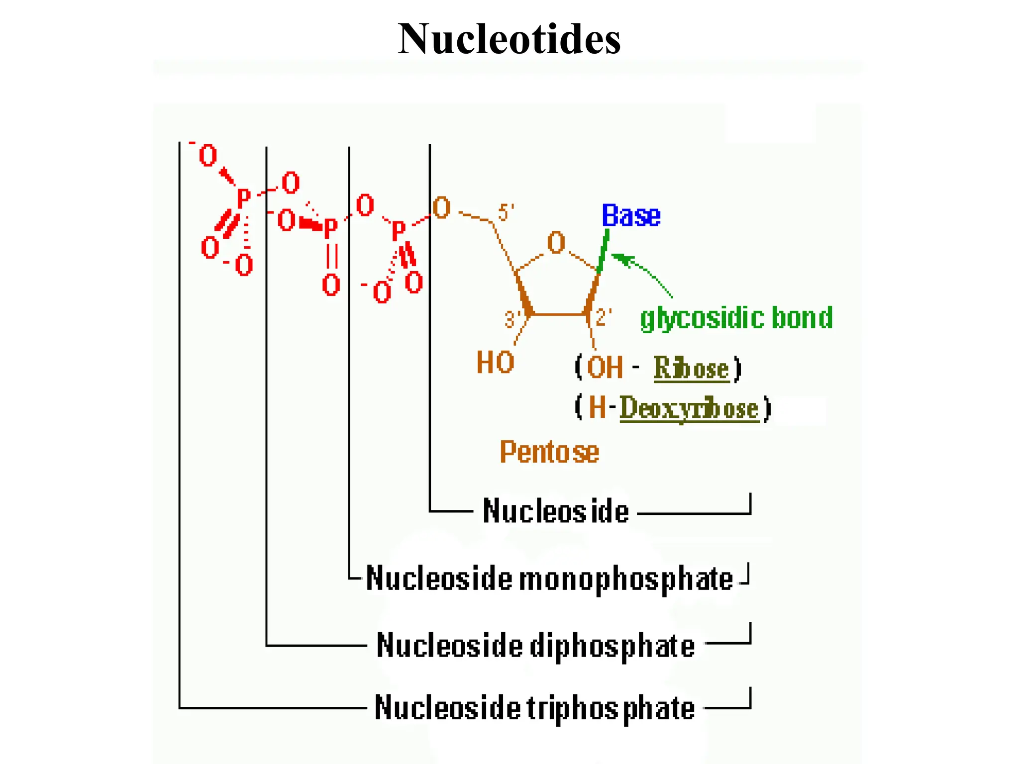 Nucleotides
 