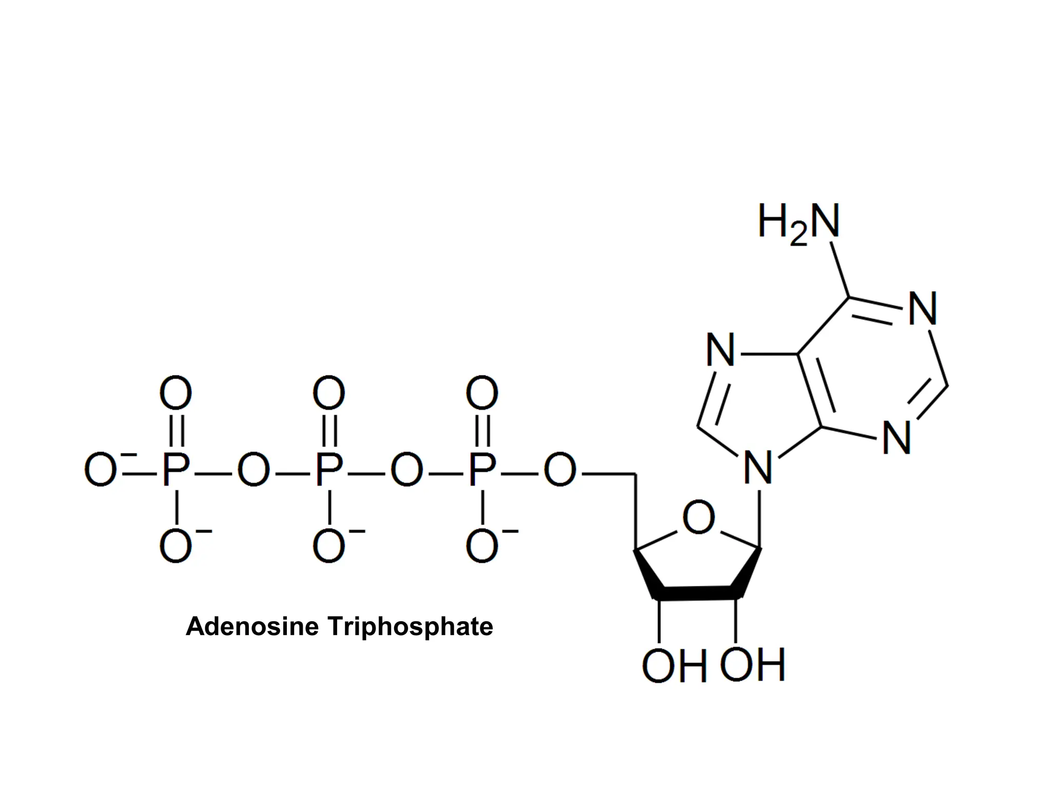 Adenosine Triphosphate
 