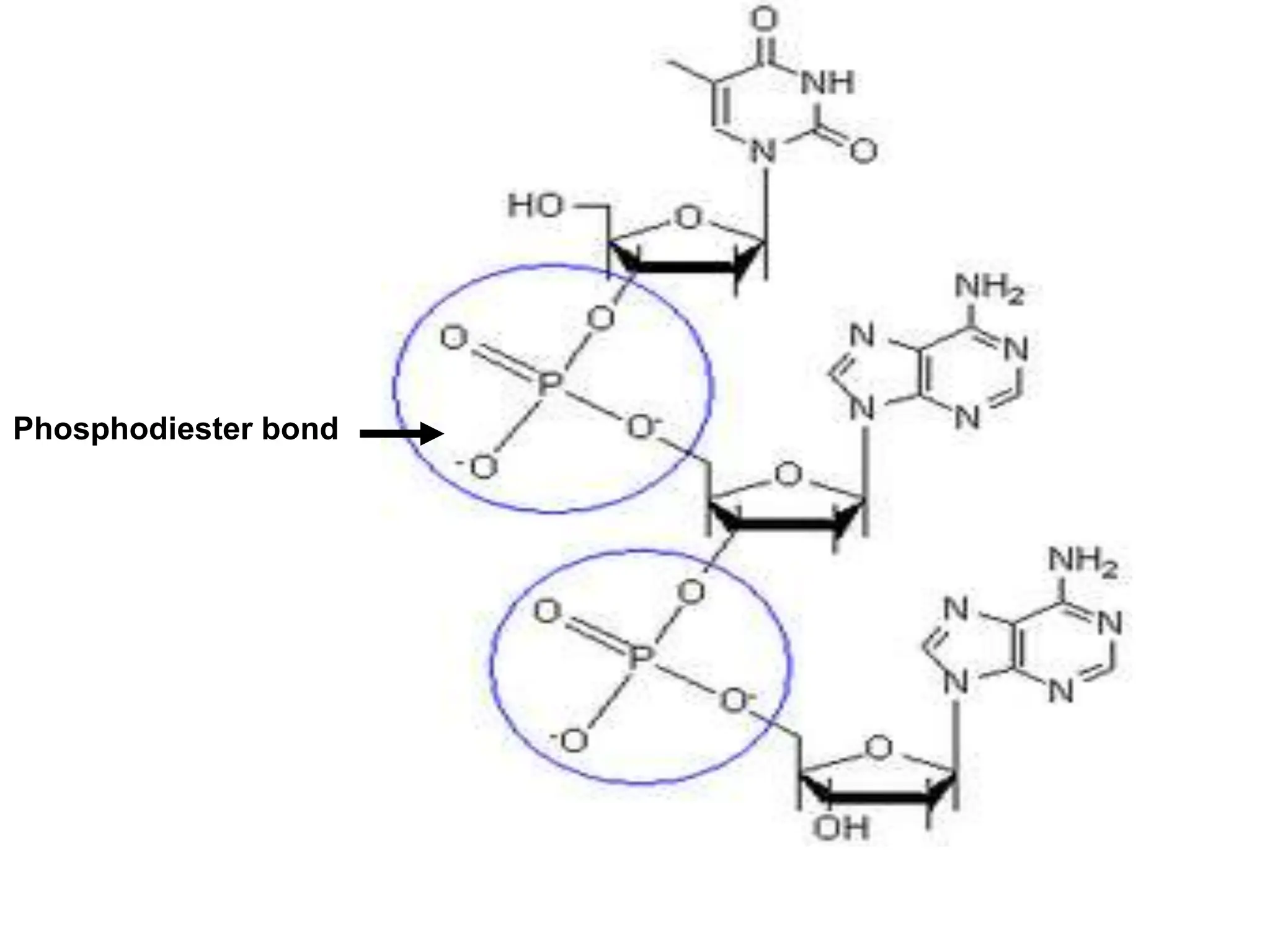 Phosphodiester bond
 
