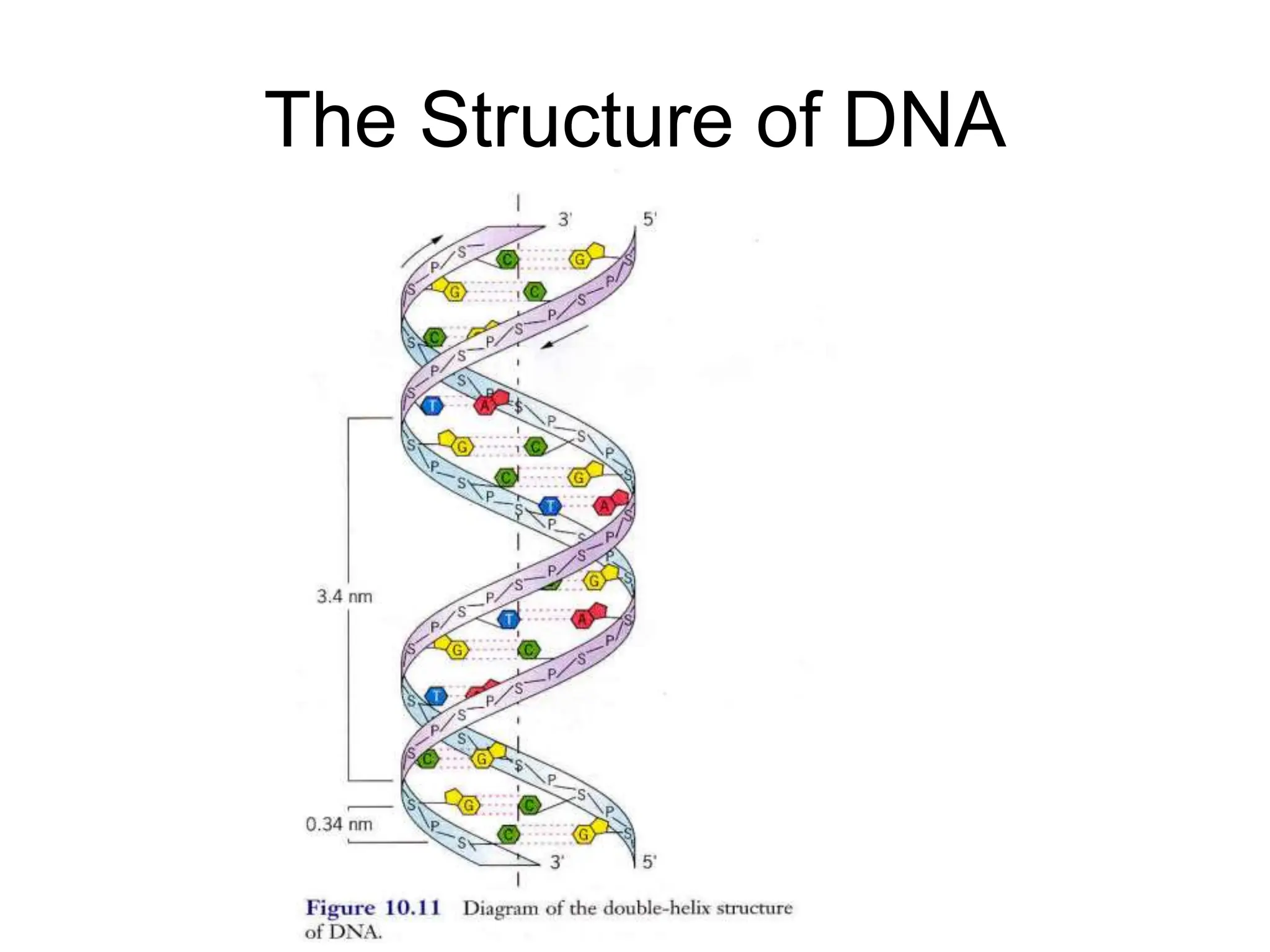 The Structure of DNA
 
