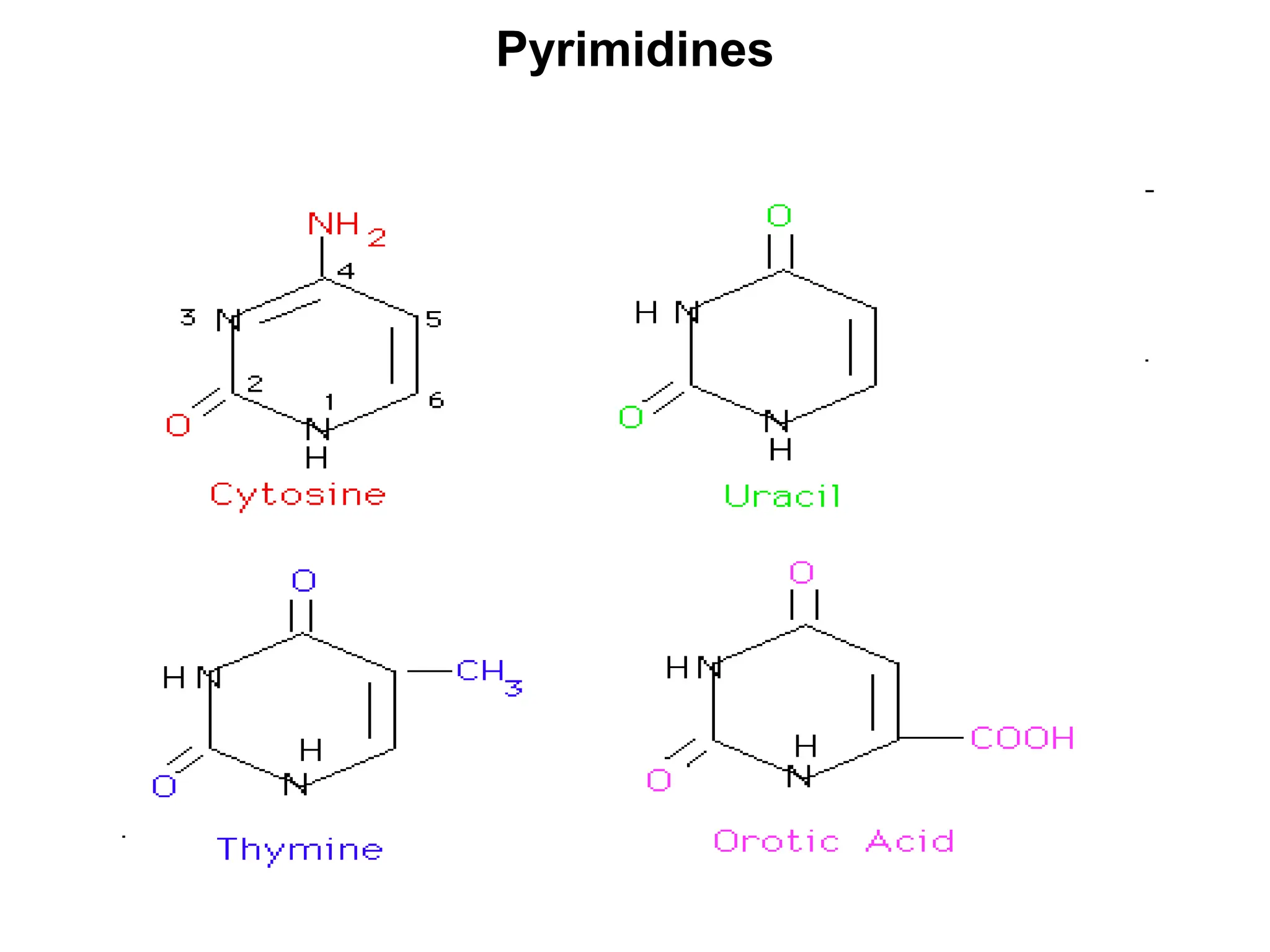 Nucleotides 1 pptx presentation on nucleotides structure ppt