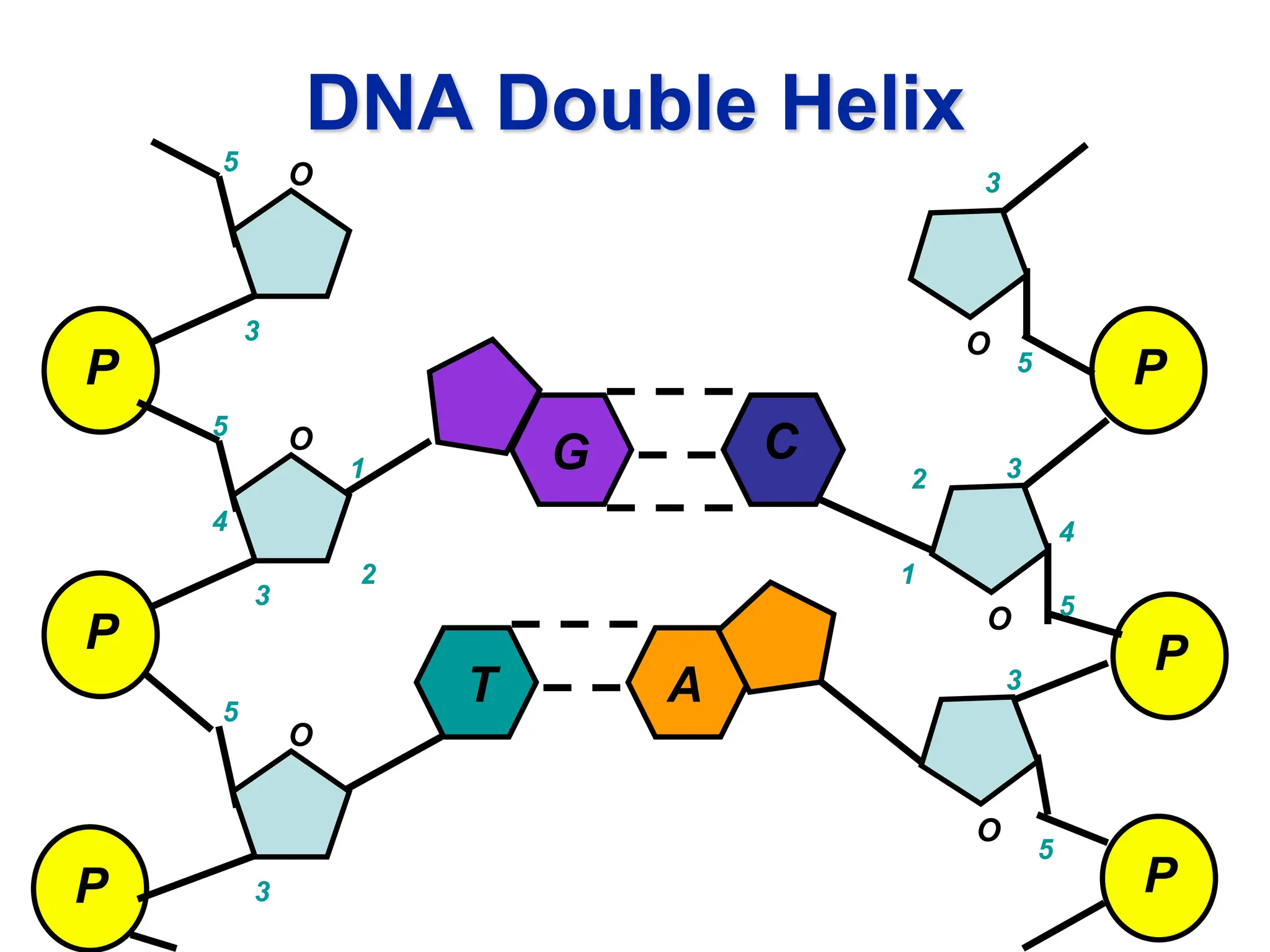 DNA Double Helix
P
P
P
O
O
O
1
2
3
4
5
5
3
3
5
P
P
P
O
O
O
1
2 3
4
5
5
3
5
3
G C
T A
 