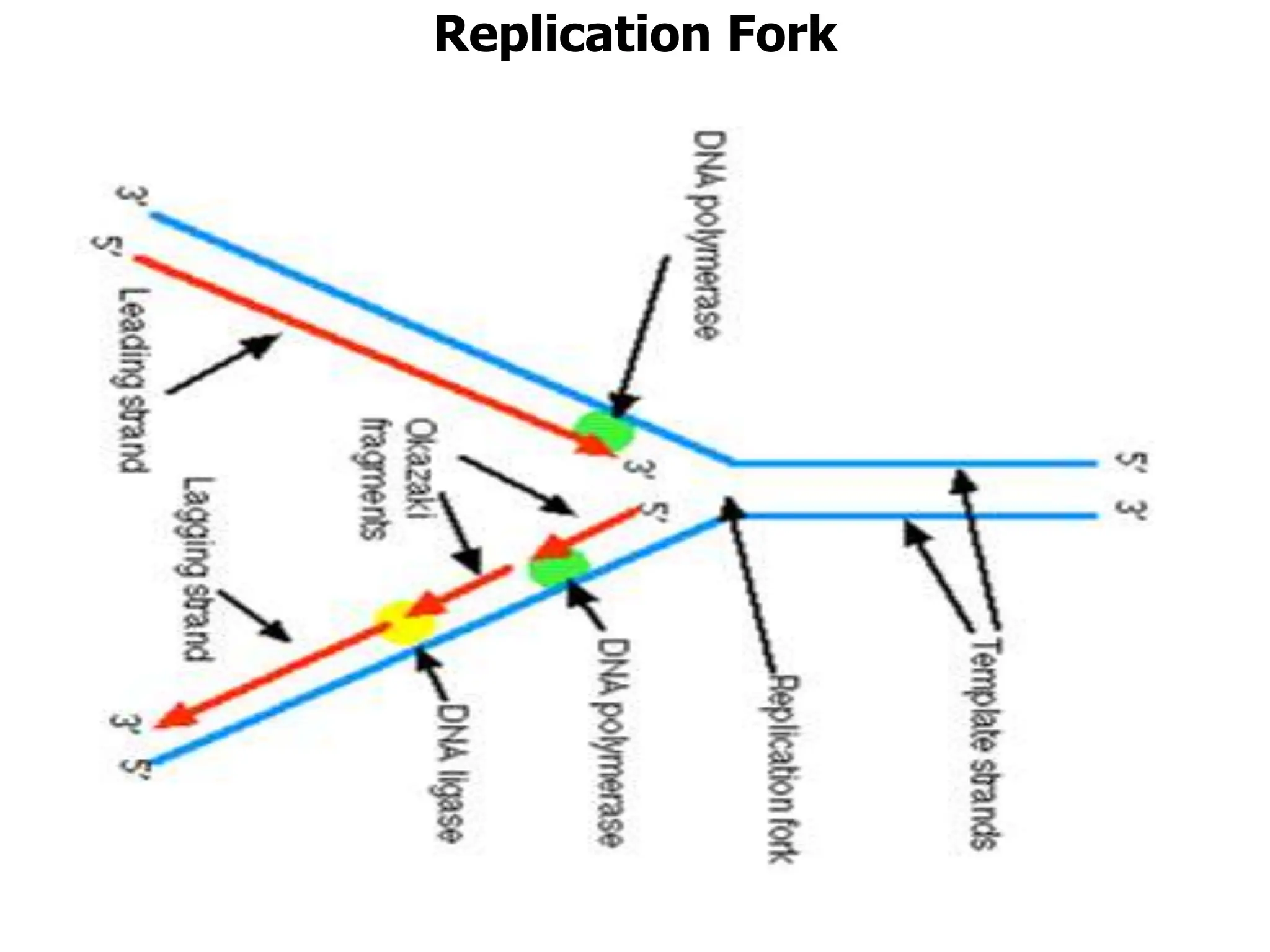 Replication Fork
 