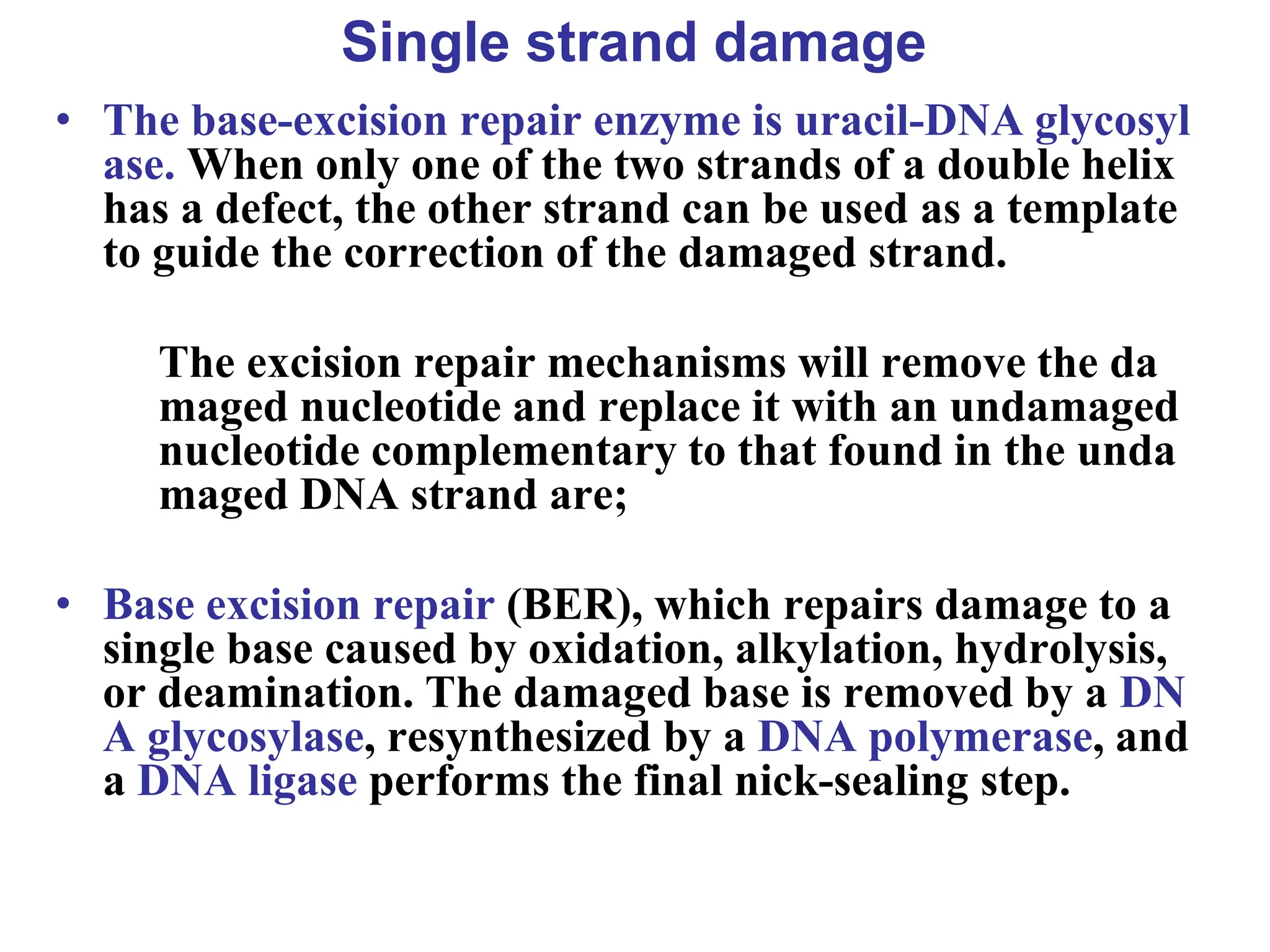 • The base-excision repair enzyme is uracil-DNA glycosyl
ase. When only one of the two strands of a double helix
has a defect, the other strand can be used as a template
to guide the correction of the damaged strand.
The excision repair mechanisms will remove the da
maged nucleotide and replace it with an undamaged
nucleotide complementary to that found in the unda
maged DNA strand are;
• Base excision repair (BER), which repairs damage to a
single base caused by oxidation, alkylation, hydrolysis,
or deamination. The damaged base is removed by a DN
A glycosylase, resynthesized by a DNA polymerase, and
a DNA ligase performs the final nick-sealing step.
Single strand damage
 