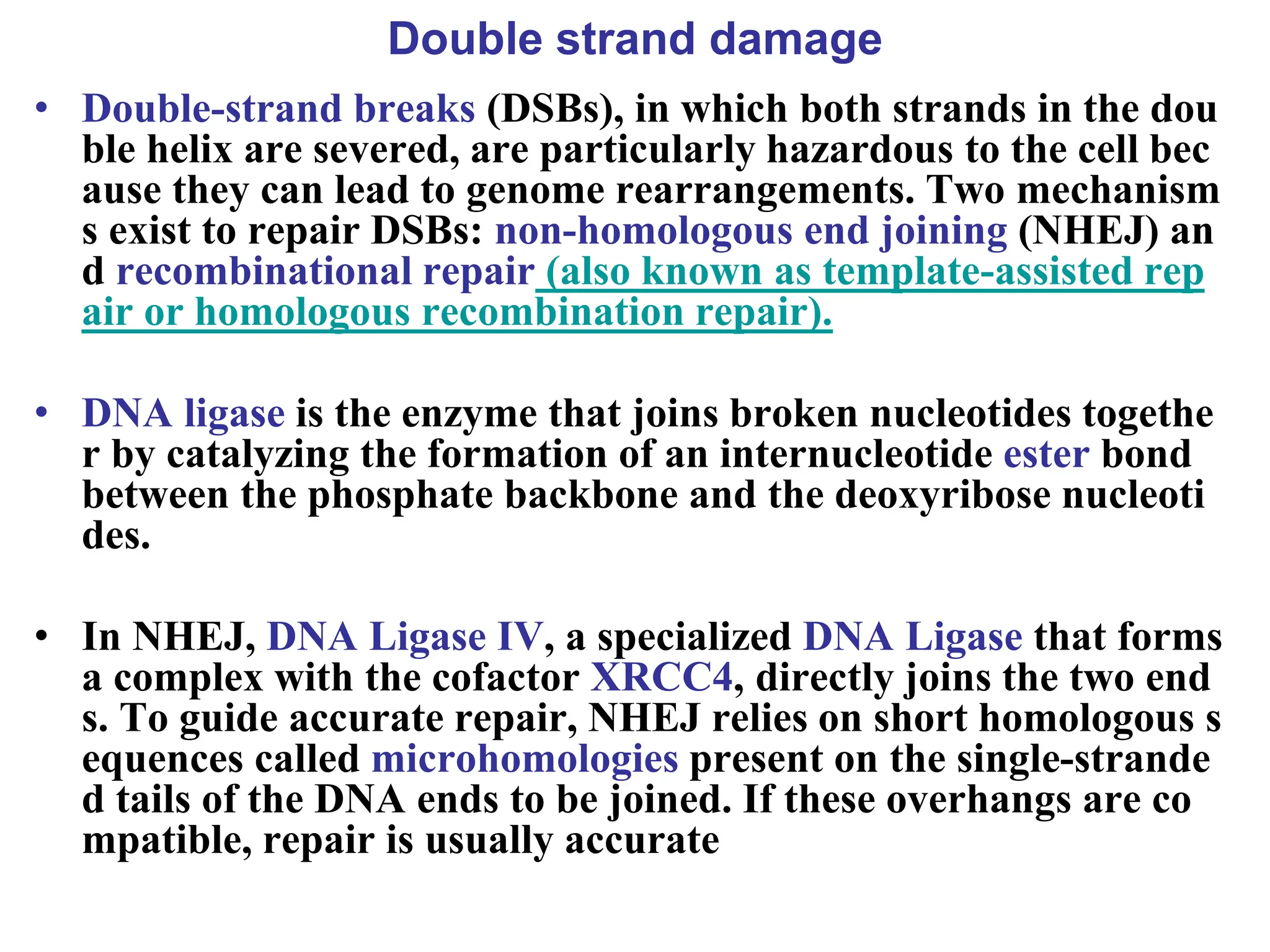 Double strand damage
• Double-strand breaks (DSBs), in which both strands in the dou
ble helix are severed, are particularly hazardous to the cell bec
ause they can lead to genome rearrangements. Two mechanism
s exist to repair DSBs: non-homologous end joining (NHEJ) an
d recombinational repair (also known as template-assisted rep
air or homologous recombination repair).
• DNA ligase is the enzyme that joins broken nucleotides togethe
r by catalyzing the formation of an internucleotide ester bond
between the phosphate backbone and the deoxyribose nucleoti
des.
• In NHEJ, DNA Ligase IV, a specialized DNA Ligase that forms
a complex with the cofactor XRCC4, directly joins the two end
s. To guide accurate repair, NHEJ relies on short homologous s
equences called microhomologies present on the single-strande
d tails of the DNA ends to be joined. If these overhangs are co
mpatible, repair is usually accurate
 