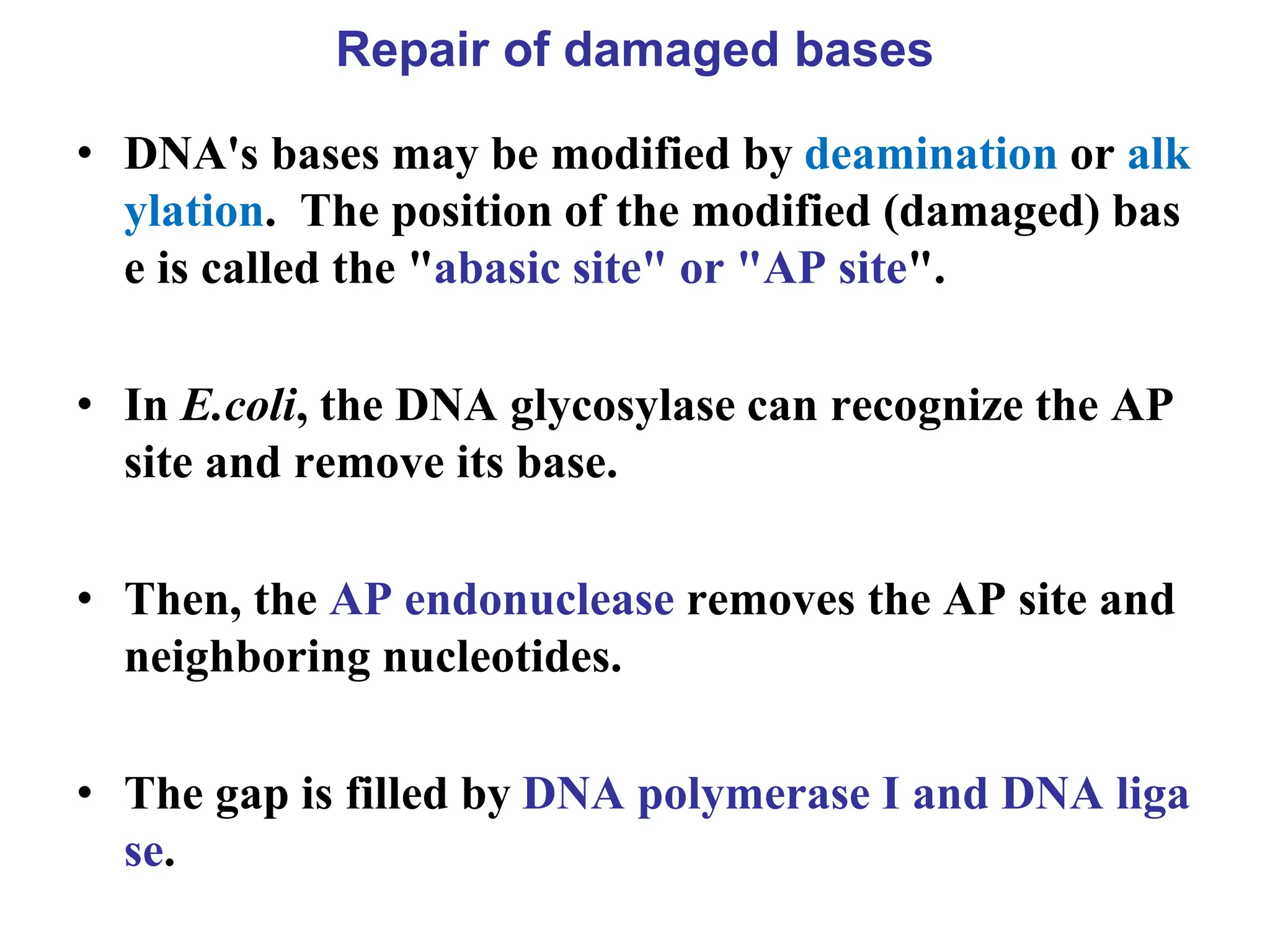 Repair of damaged bases
• DNA's bases may be modified by deamination or alk
ylation. The position of the modified (damaged) bas
e is called the "abasic site" or "AP site".
• In E.coli, the DNA glycosylase can recognize the AP
site and remove its base.
• Then, the AP endonuclease removes the AP site and
neighboring nucleotides.
• The gap is filled by DNA polymerase I and DNA liga
se.
 
