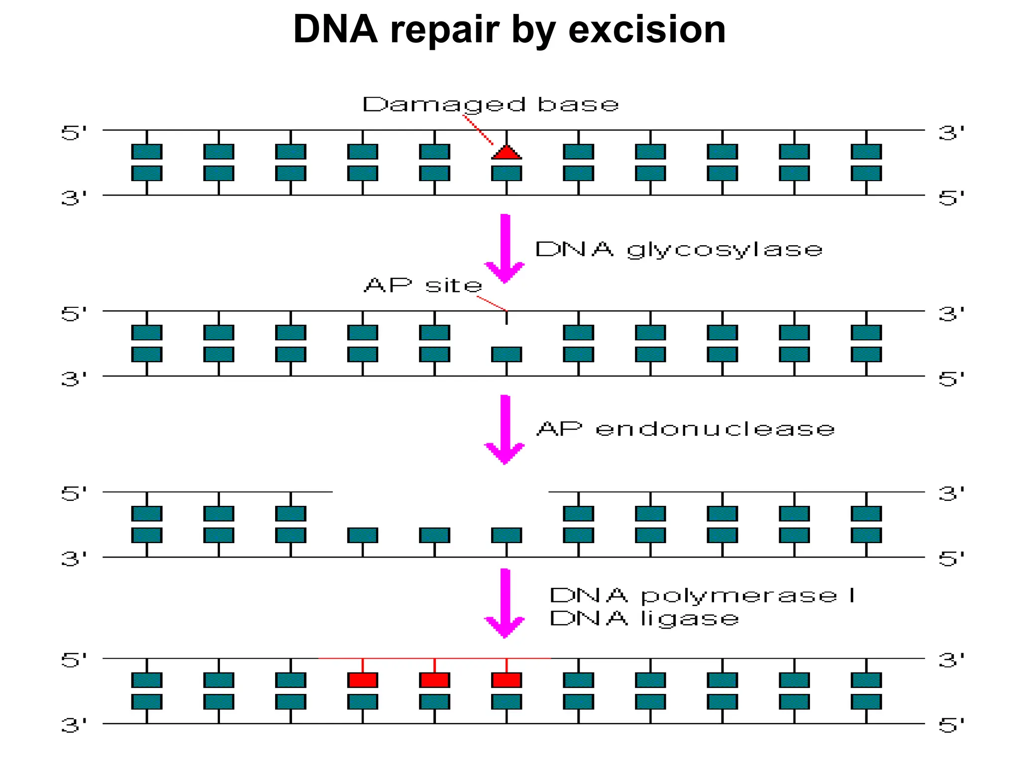 DNA repair by excision
 