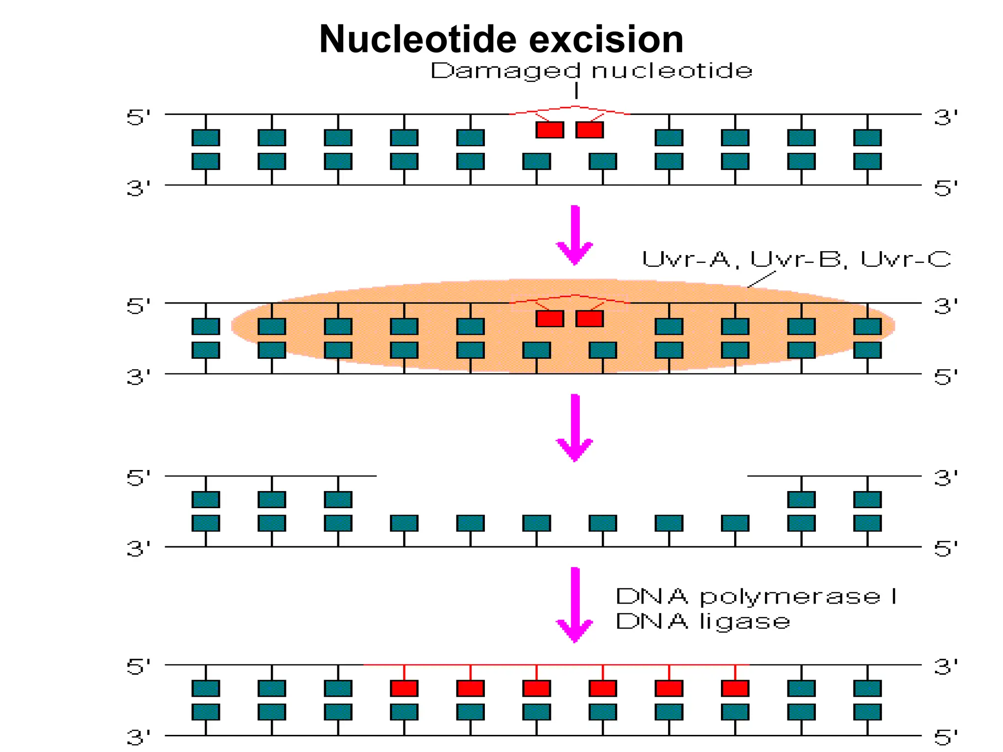 Nucleotide excision
 