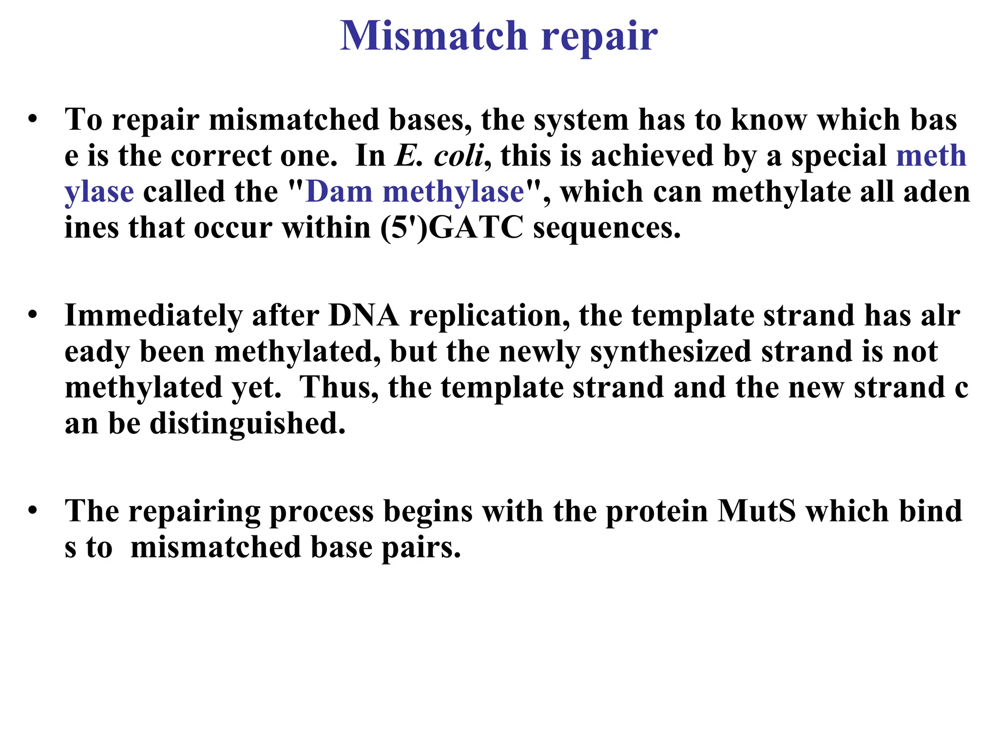 Mismatch repair
• To repair mismatched bases, the system has to know which bas
e is the correct one. In E. coli, this is achieved by a special meth
ylase called the "Dam methylase", which can methylate all aden
ines that occur within (5')GATC sequences.
• Immediately after DNA replication, the template strand has alr
eady been methylated, but the newly synthesized strand is not
methylated yet. Thus, the template strand and the new strand c
an be distinguished.
• The repairing process begins with the protein MutS which bind
s to mismatched base pairs.
 