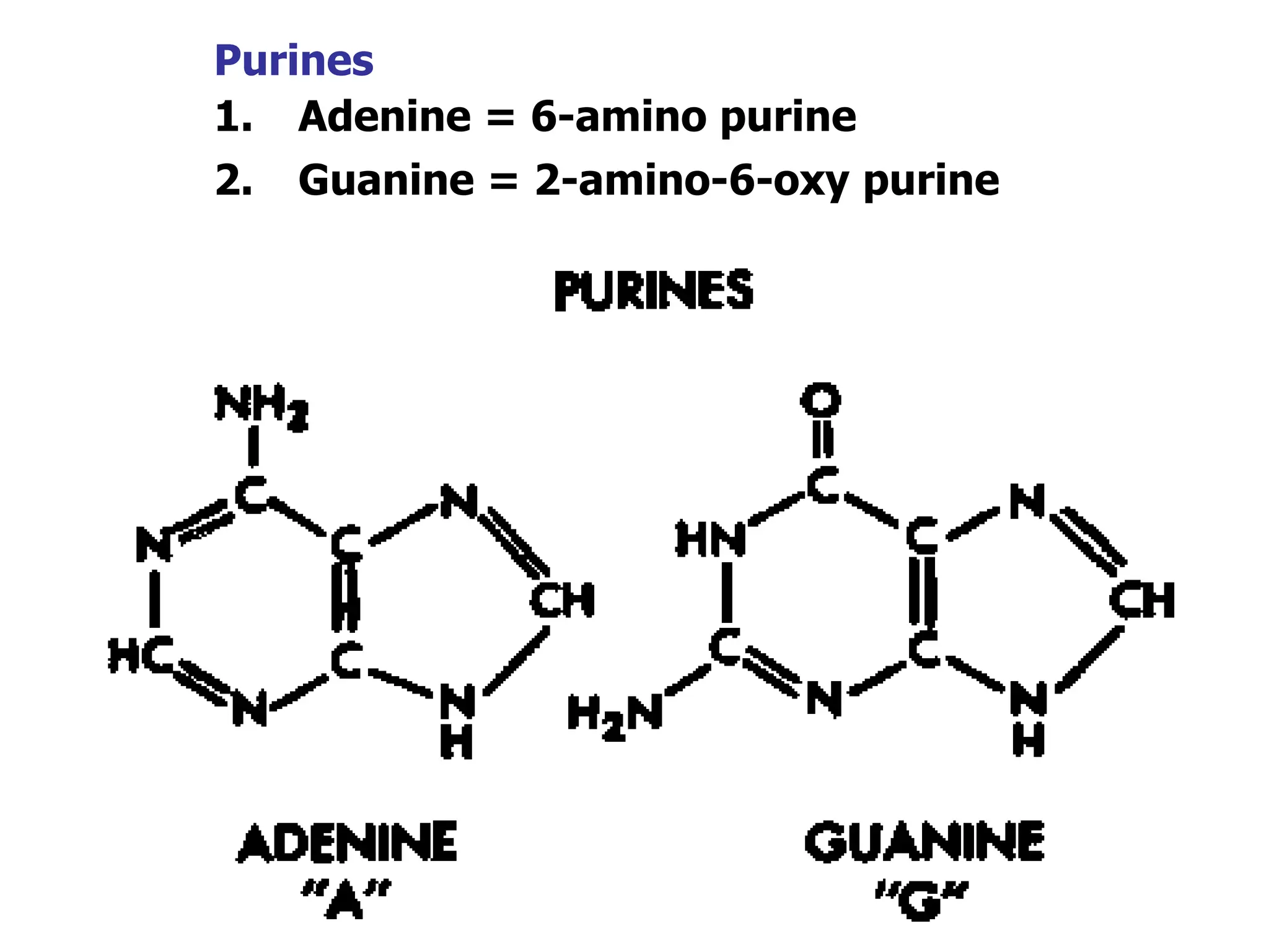Purines
1. Adenine = 6-amino purine
2. Guanine = 2-amino-6-oxy purine
 