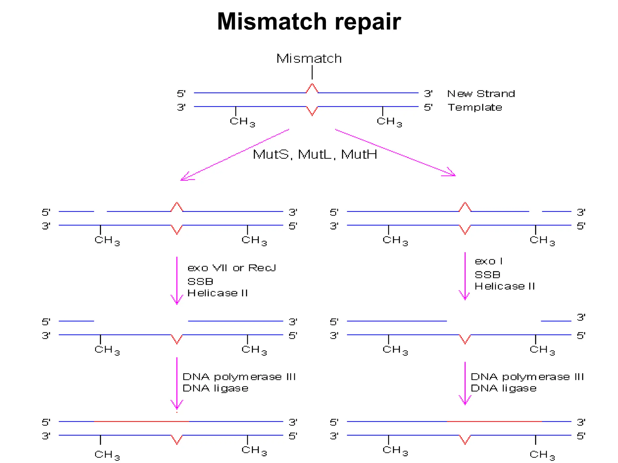 Mismatch repair
 