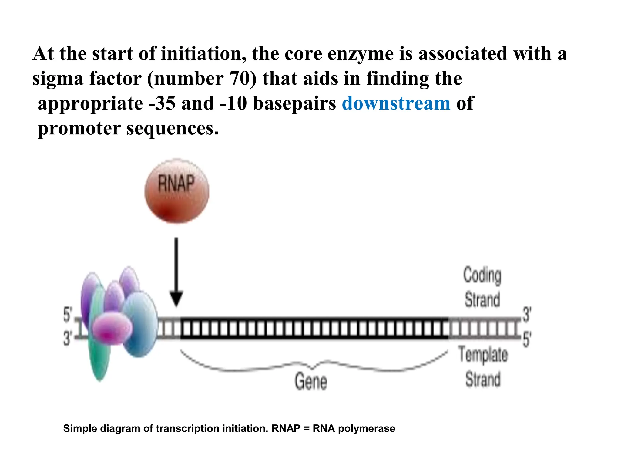 At the start of initiation, the core enzyme is associated with a
sigma factor (number 70) that aids in finding the
appropriate -35 and -10 basepairs downstream of
promoter sequences.
Simple diagram of transcription initiation. RNAP = RNA polymerase
 