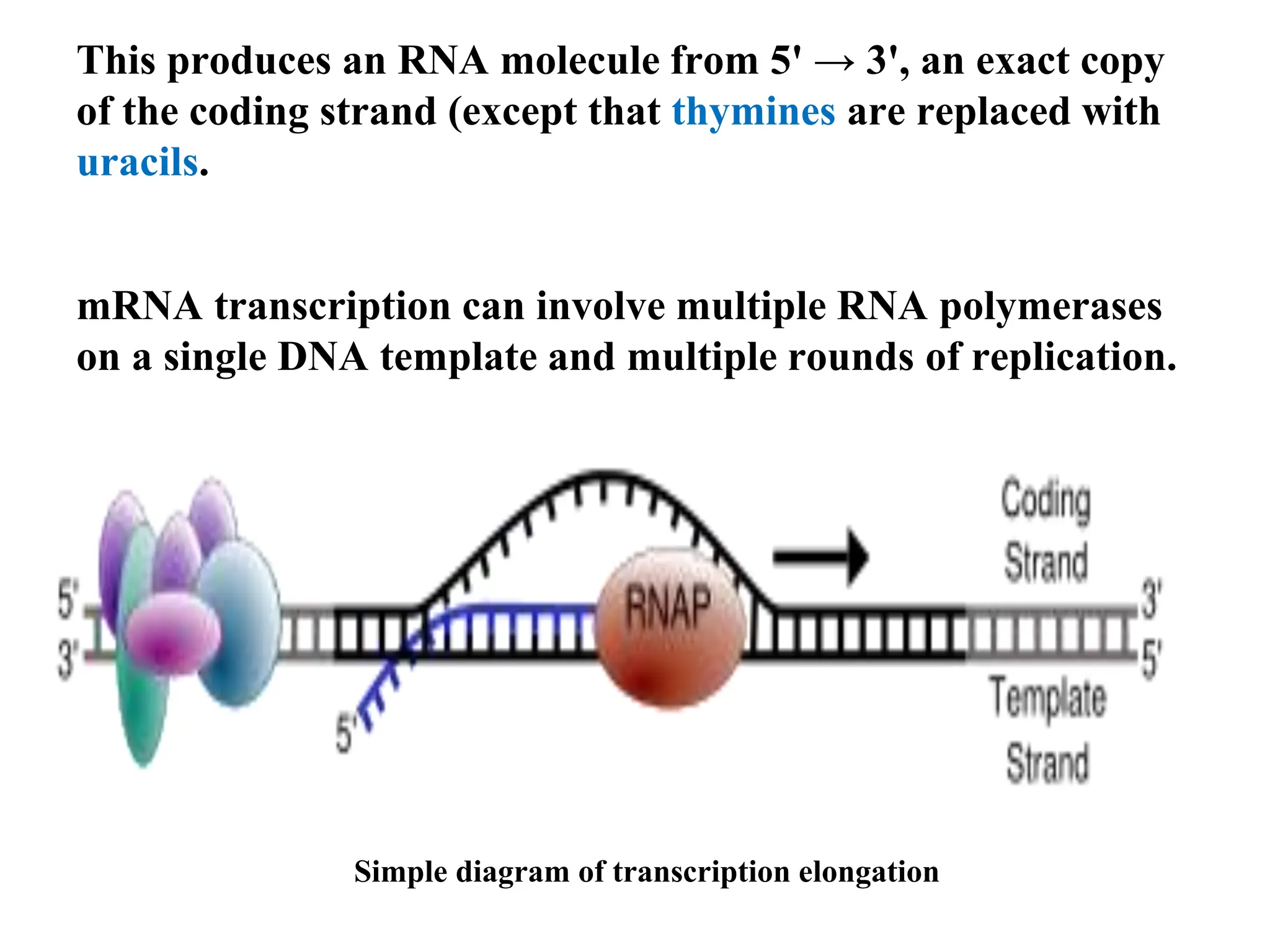 This produces an RNA molecule from 5' → 3', an exact copy
of the coding strand (except that thymines are replaced with
uracils.
mRNA transcription can involve multiple RNA polymerases
on a single DNA template and multiple rounds of replication.
Simple diagram of transcription elongation
 