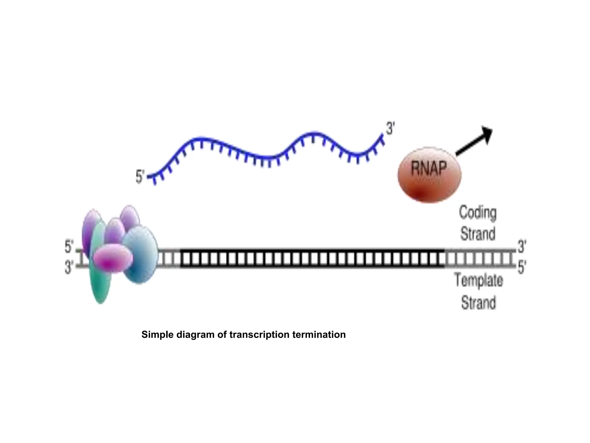 Simple diagram of transcription termination
 