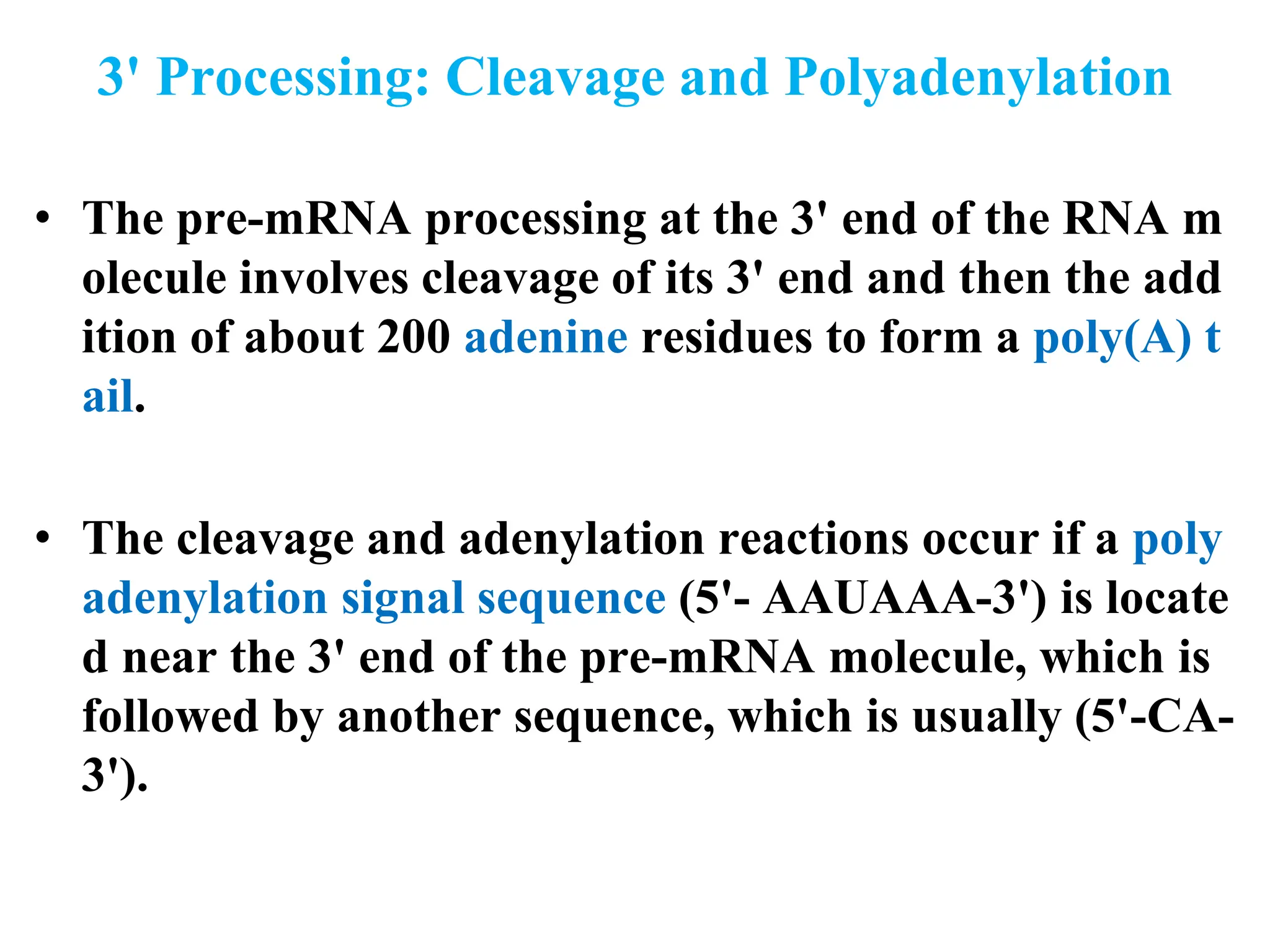 3' Processing: Cleavage and Polyadenylation
• The pre-mRNA processing at the 3' end of the RNA m
olecule involves cleavage of its 3' end and then the add
ition of about 200 adenine residues to form a poly(A) t
ail.
• The cleavage and adenylation reactions occur if a poly
adenylation signal sequence (5'- AAUAAA-3') is locate
d near the 3' end of the pre-mRNA molecule, which is
followed by another sequence, which is usually (5'-CA-
3').
 