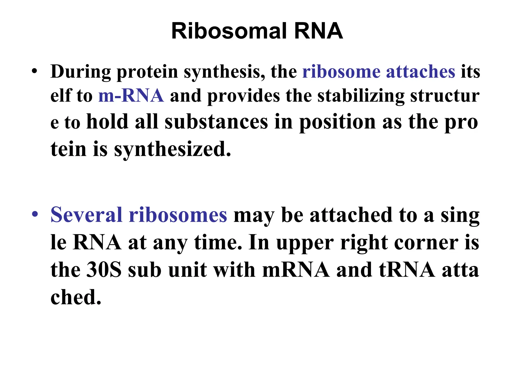 Ribosomal RNA
• During protein synthesis, the ribosome attaches its
elf to m-RNA and provides the stabilizing structur
e to hold all substances in position as the pro
tein is synthesized.
• Several ribosomes may be attached to a sing
le RNA at any time. In upper right corner is
the 30S sub unit with mRNA and tRNA atta
ched.
 