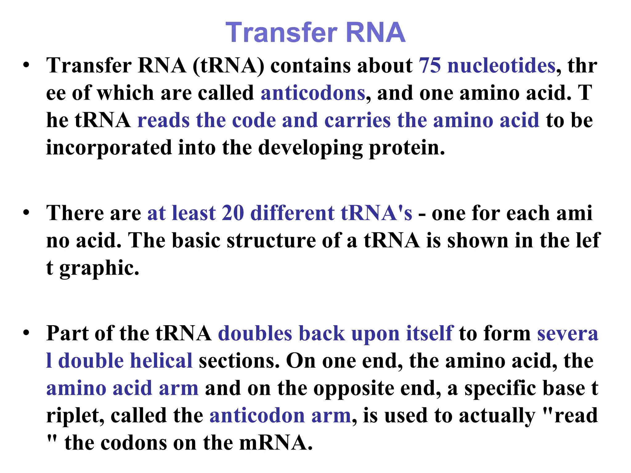 Transfer RNA
• Transfer RNA (tRNA) contains about 75 nucleotides, thr
ee of which are called anticodons, and one amino acid. T
he tRNA reads the code and carries the amino acid to be
incorporated into the developing protein.
• There are at least 20 different tRNA's - one for each ami
no acid. The basic structure of a tRNA is shown in the lef
t graphic.
• Part of the tRNA doubles back upon itself to form severa
l double helical sections. On one end, the amino acid, the
amino acid arm and on the opposite end, a specific base t
riplet, called the anticodon arm, is used to actually "read
" the codons on the mRNA.
 