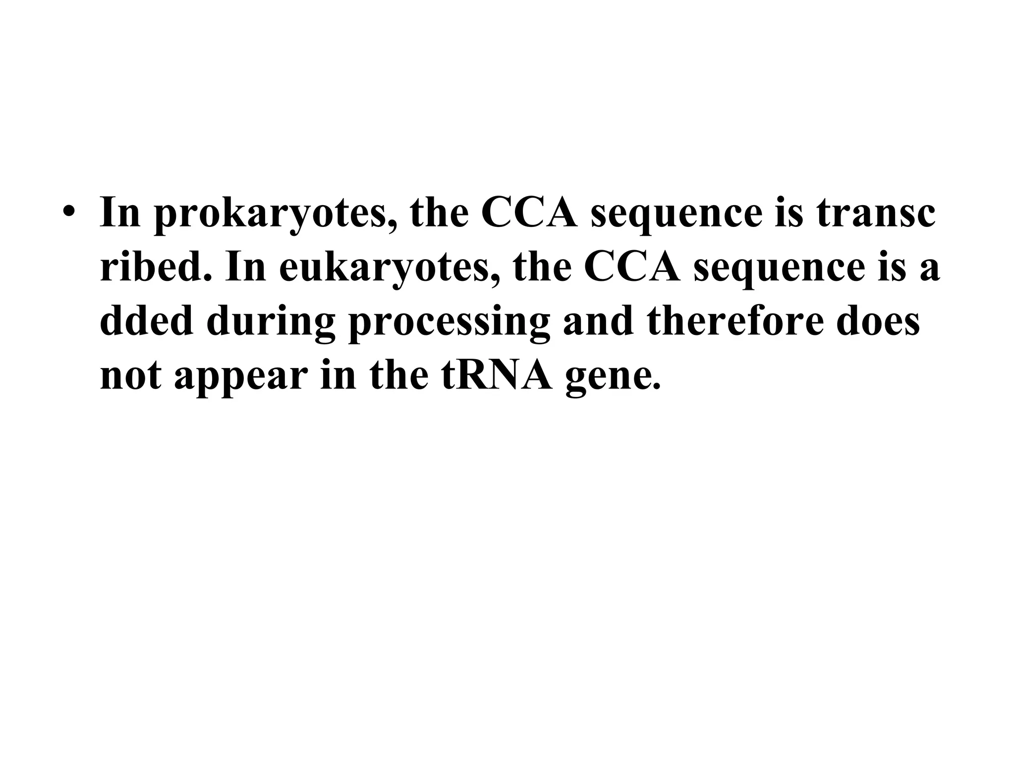 • In prokaryotes, the CCA sequence is transc
ribed. In eukaryotes, the CCA sequence is a
dded during processing and therefore does
not appear in the tRNA gene.
 