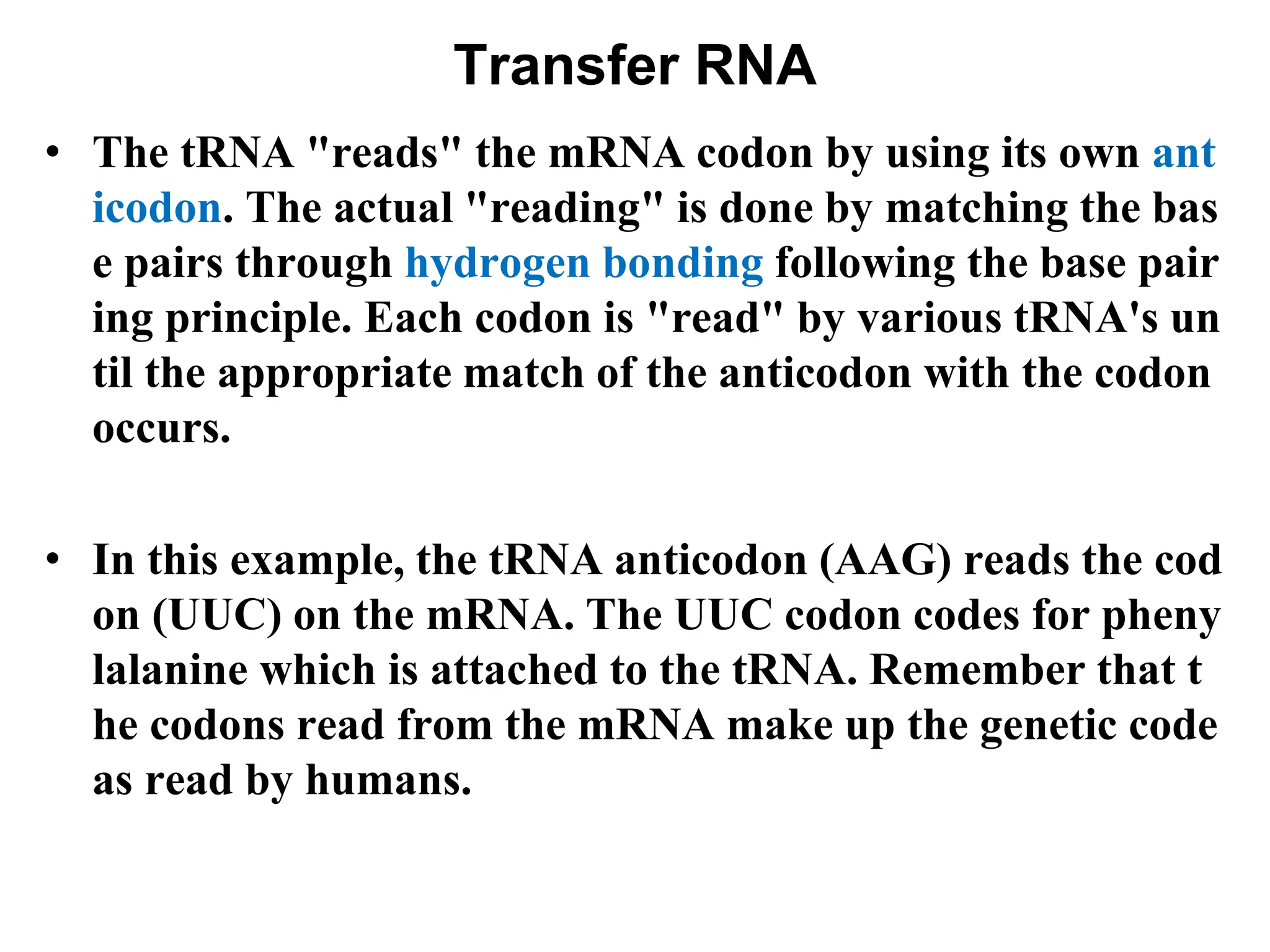 Transfer RNA
• The tRNA "reads" the mRNA codon by using its own ant
icodon. The actual "reading" is done by matching the bas
e pairs through hydrogen bonding following the base pair
ing principle. Each codon is "read" by various tRNA's un
til the appropriate match of the anticodon with the codon
occurs.
• In this example, the tRNA anticodon (AAG) reads the cod
on (UUC) on the mRNA. The UUC codon codes for pheny
lalanine which is attached to the tRNA. Remember that t
he codons read from the mRNA make up the genetic code
as read by humans.
 