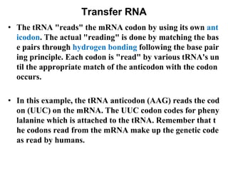 Trna Code NUCLEOTIDES(1).pptx Presentation on nucleotides structure | PPTX