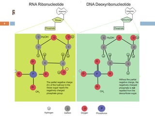 Dna Ribose Nucleotides and nucleic acids | PDF