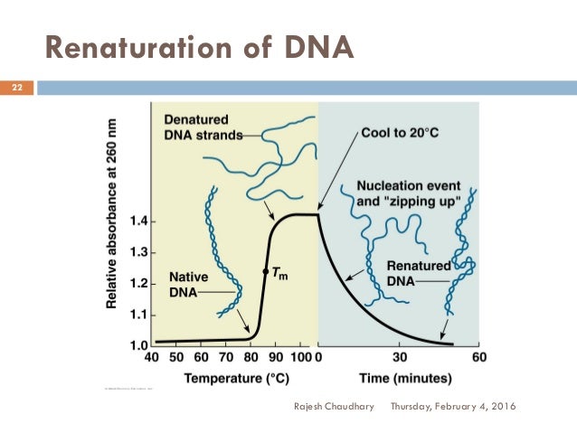 nucleotides and nucleic acids pdf