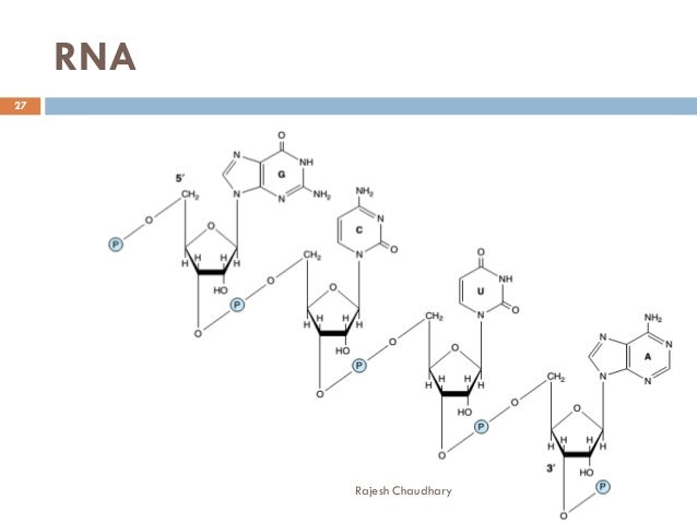 rna nucleotides