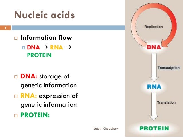 nucleotides and nucleic acids nucleic acids