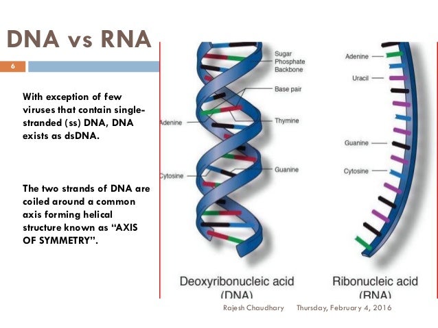 nucleotides and nucleic acids nucleic acids
