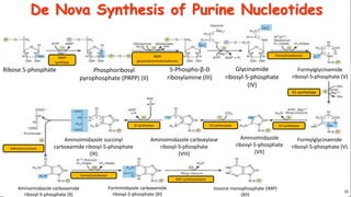 Formylglycinamide Ribotide Nucleotides and their metabolisms Medical Biochemistry_gokseminsengul.pdf
