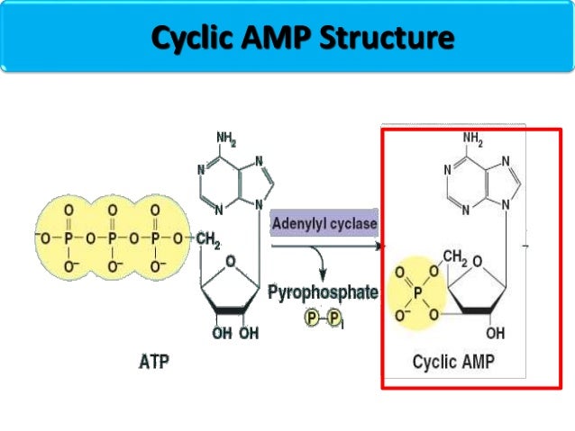 role of cyclic amp in signal transduction role of cyclic amp in signal transduction