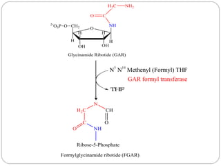 Formylglycinamide Ribotide Nucleotides metabolism | PPT