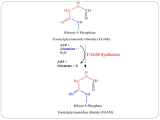 Formylglycinamide Ribotide Nucleotides metabolism | PPT