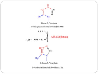 Formylglycinamide Ribotide Nucleotides metabolism | PPT