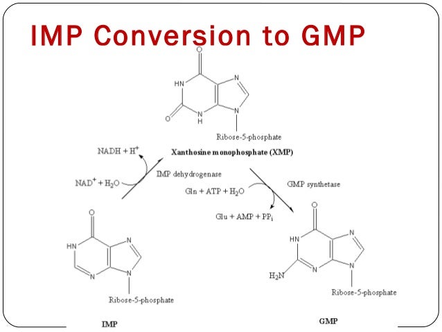 Nucleotides Metabolism