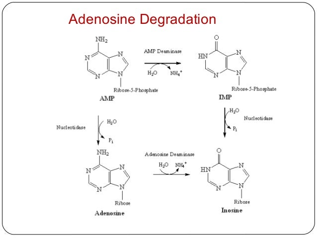 Nucleotides metabolism