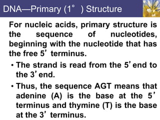 NUCLEOTIDES,NUCLEIC ACID AND HEREDITY.ppt