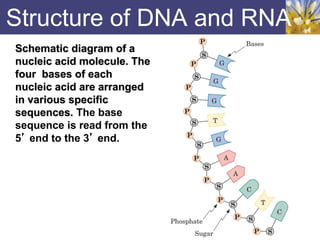 Structure of DNA and RNA
Schematic diagram of a
nucleic acid molecule. The
four bases of each
nucleic acid are arranged
in various specific
sequences. The base
sequence is read from the
5’ end to the 3’ end.
 