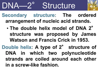 DNA—2° Structure
Secondary structure: The ordered
arrangement of nucleic acid strands.
• The double helix model of DNA 2°
structure was proposed by James
Watson and Francis Crick in 1953.
Double helix: A type of 2° structure of
DNA in which two polynucleotide
strands are coiled around each other
in a screw-like fashion.
 
