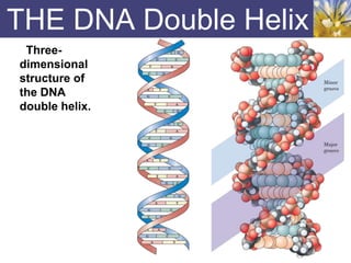 THE DNA Double Helix
Three-
dimensional
structure of
the DNA
double helix.
 