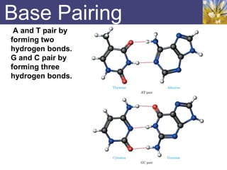 Base Pairing
A and T pair by
forming two
hydrogen bonds.
G and C pair by
forming three
hydrogen bonds.
 