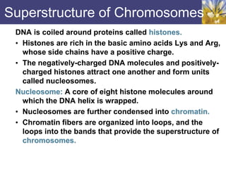 Superstructure of Chromosomes
DNA is coiled around proteins called histones.
• Histones are rich in the basic amino acids Lys and Arg,
whose side chains have a positive charge.
• The negatively-charged DNA molecules and positively-
charged histones attract one another and form units
called nucleosomes.
Nucleosome: A core of eight histone molecules around
which the DNA helix is wrapped.
• Nucleosomes are further condensed into chromatin.
• Chromatin fibers are organized into loops, and the
loops into the bands that provide the superstructure of
chromosomes.
 