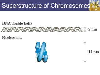 Superstructure of Chromosomes
 
