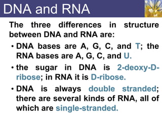 DNA and RNA
The three differences in structure
between DNA and RNA are:
• DNA bases are A, G, C, and T; the
RNA bases are A, G, C, and U.
• the sugar in DNA is 2-deoxy-D-
ribose; in RNA it is D-ribose.
• DNA is always double stranded;
there are several kinds of RNA, all of
which are single-stranded.
 