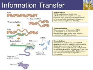 Information Transfer
 
