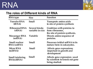 RNA
The roles of Different kinds of RNA
RNA type Size Function
Small nuclear
RNA (snRNA
Small Processes intitial mRNA to its
mature form in eukaryotes.
Small intefering
RNA(siRNA)
Transfer RNA
(tRNA)
Small Transports amino acids
to site of protein synthesis
Ribosomal RNA
(rRNA)
Several kinds;
variable in size
Combines with proteins to
form ribosomes,
the site of protein synthesis.
Messenger RNA
(mRNA)
Variable Directs amino sequence of
proteins.
Small Affects gene expression ; used
by scientists to knock out gene
being studied.
Micro RNA
(miRNA)
Small Affects gene expressions;
important in growth and
development
 
