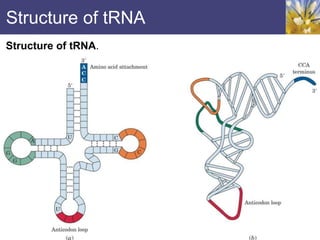 Structure of tRNA
Structure of tRNA.
 