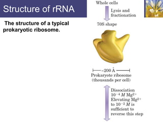 Structure of rRNA
The structure of a typical
prokaryotic ribosome.
 